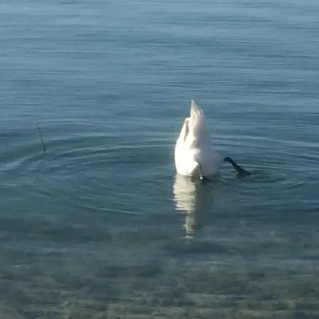Dei Salici アパート *